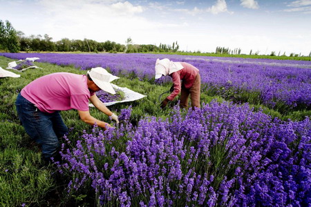 Lavender flower harvest in Xinjiang