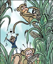 Farmers want relief from wild monkeys