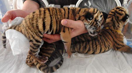 South China Tigers successfully bred in Henan