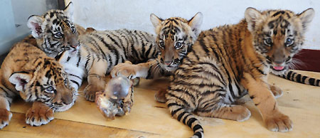 South China Tigers successfully bred in Henan