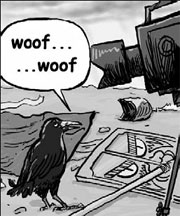 Tourists flock to see crow that talks and barks