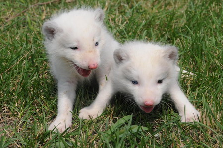 Snow Fox cub duo debuts in Harbin