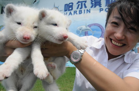 Polar Fox Cubs