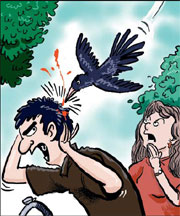 Wearing a T-shirt? Beware of the black birds