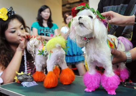Pets cosmetic, decorative match held in Taipei
