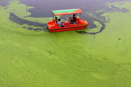 Duckweed-covered river in central China city