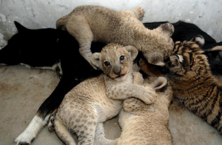 lion cubs pics. Tiger, lion cubs and their dog