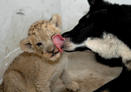 lion cubs pics. Tiger, lion cubs and their dog