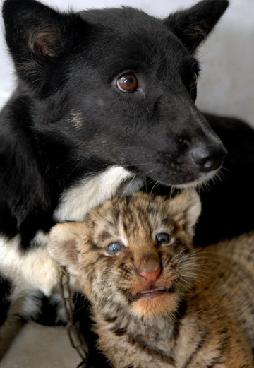 Tiger, lion cubs and their dog mother