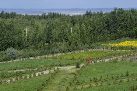 Forestation keeps cities green in Xinjiang