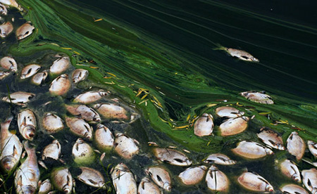 Fish farmer suffers heavily for poisoning