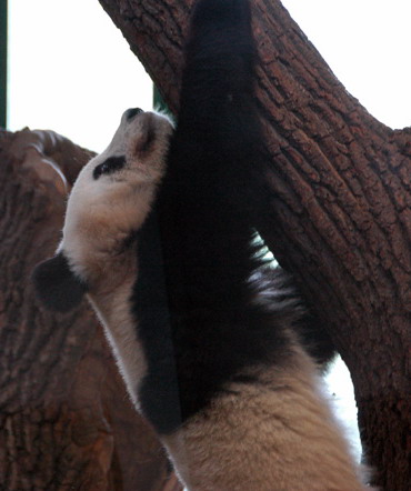 Cute panda Fu Long spends 2nd birthday in Austria