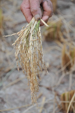 Hot weather leads to drought in Hunan