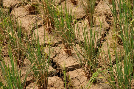 Hot weather leads to drought in Hunan