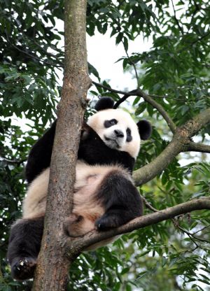Home of panda: Ya'an Panda Base