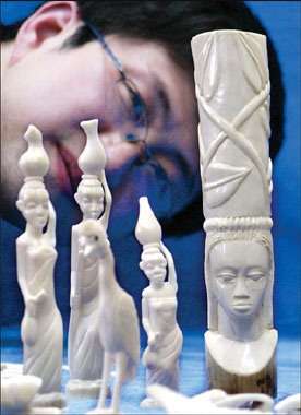 A customs official examines ivory products confiscated from a local postal office in Hangzhou, Zhejiang province in this file photo. The ivory sculptures were found to have been smuggled from African countries
