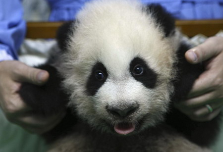 Anti-panda tirade of bat fan slammed