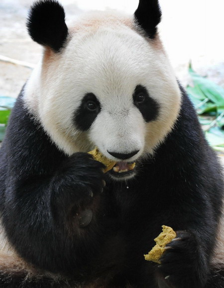 Pandas in Guangzhou celebrate the Mid-Autumn Festival