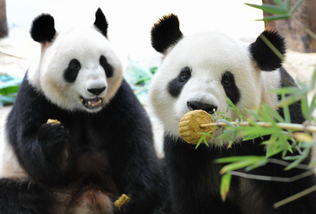 Pandas in Guangzhou celebrate the Mid-Autumn Festival