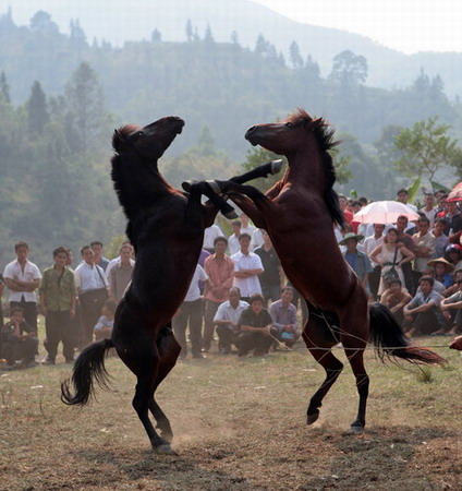 Horse fight, a tourist attraction