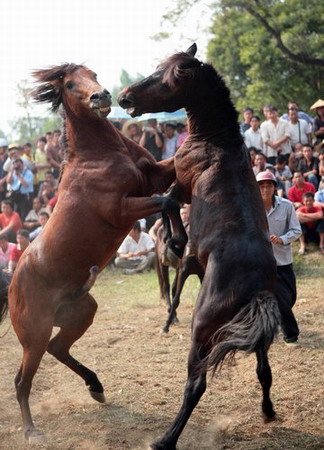 Horse fight, a tourist attraction