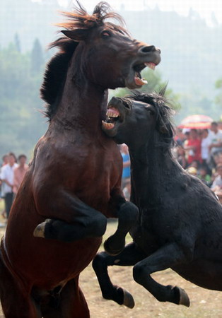 Horse fight, a tourist attraction