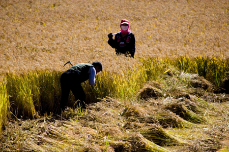 Autumn, a time of harvest