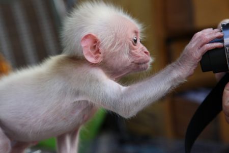 Curious baby monkey in SW China