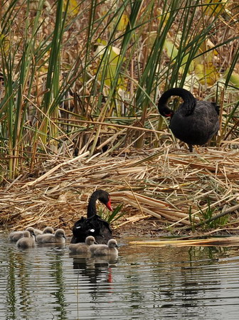 Swan babies' swimming class in Beijing