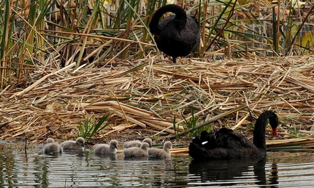 Swan babies' swimming class in Beijing