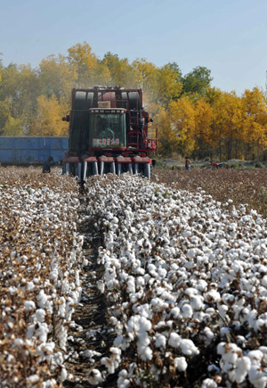 Cotton harvest in China's Xinjiang