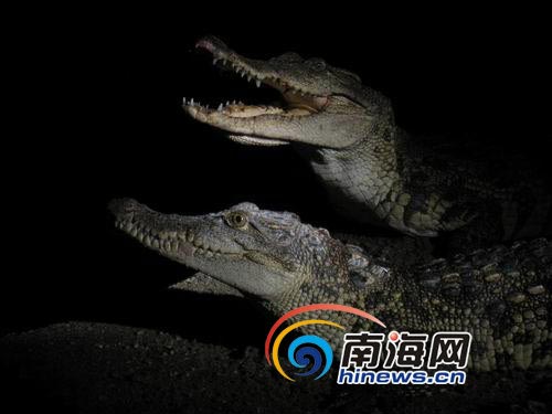Villagers told to kill escaped crocodiles in Hainan