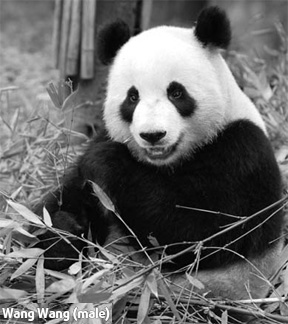 Panda diplomacy helps repair Sino-Australian rift