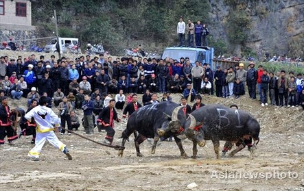 Bullfighting to celebrate Miao's New Year
