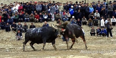 Bullfighting to celebrate Miao's New Year