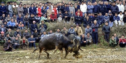 Bullfighting to celebrate Miao's New Year