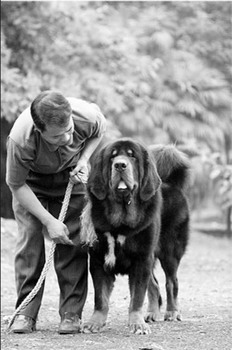 Tibet's majestic mastiff