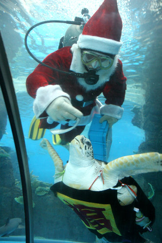 Giant sea turtle performs to meet the Christmas Day