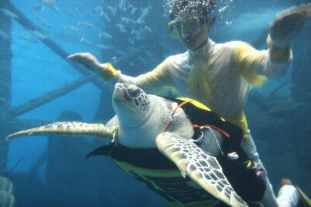 Giant sea turtle performs to meet the Christmas Day