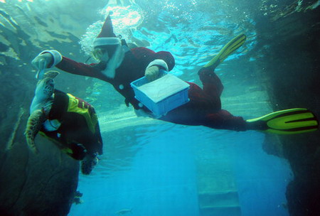 Giant sea turtle performs to meet the Christmas Day