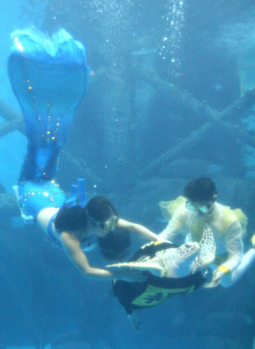 Giant sea turtle performs to meet the Christmas Day