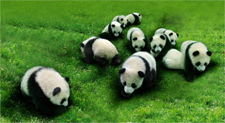 Pandas to be seen at Shanghai Expo
