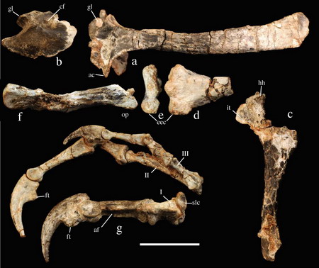 China unearthed oldest known ancestor of birds