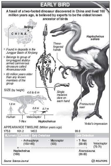 Fossil of 'oldest-known' bird ancestor unearthed