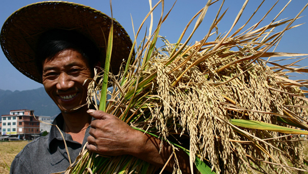 China turns to GM rice for food supply
