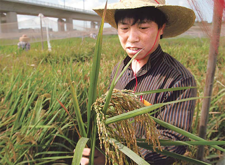 Debate on GM food continues