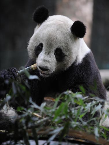 Panda Tai Shan to meet public in SW China