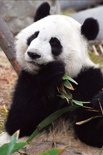 Panda can follow Sichuan dialect