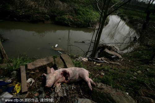 Dead pigs threaten river water quality