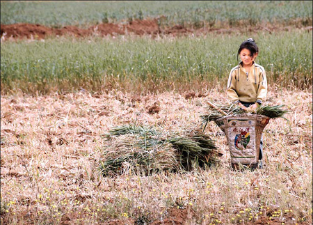 Farmers may have to find new jobs in drought-hit Yunnan